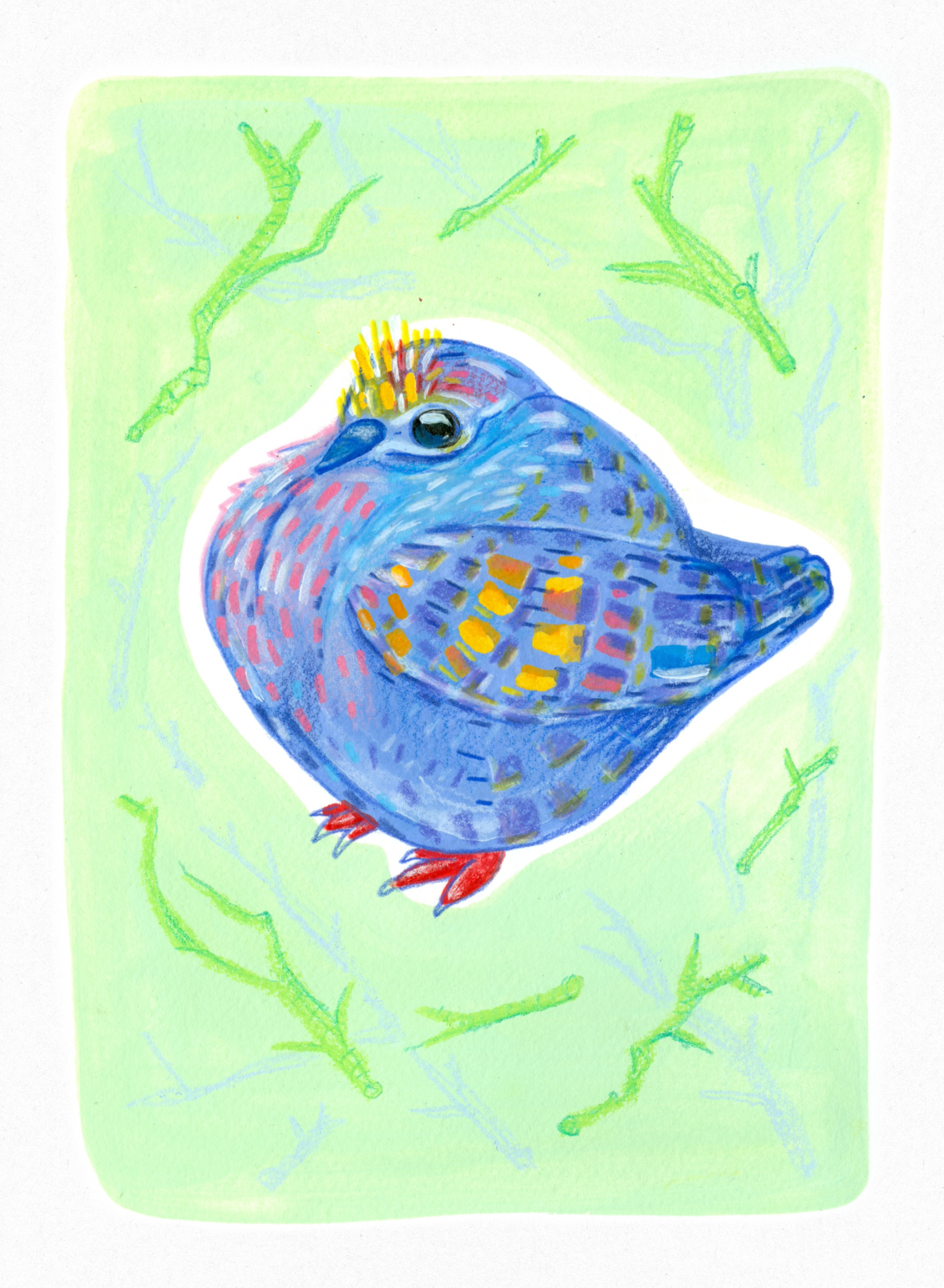 Bronzewing pigeon print