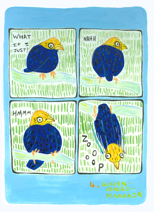 Golden headed manakin - Original Artwork